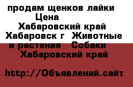 продам щенков лайки › Цена ­ 1 500 - Хабаровский край, Хабаровск г. Животные и растения » Собаки   . Хабаровский край